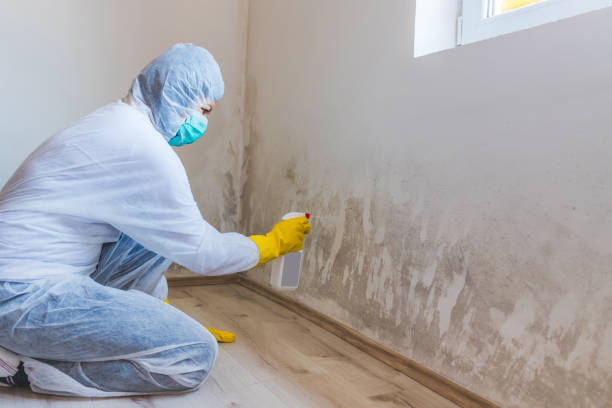Licensed Basement Mold Remediation service in West Islip, NY - Car Mold Remediation